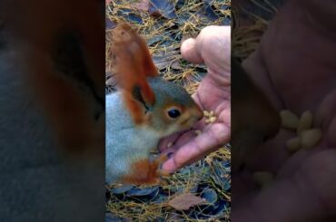 Cute Rabbit