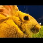 Cute Baby Bunny Video | so Funny Bunnies | Too adorable Baby Rabbits | Oreo