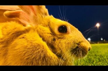 Cute Baby Bunny Video | so Funny Bunnies | Too adorable Baby Rabbits | Oreo