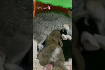 Cute Baby Bunny Rabbits Drinking Milk #shorts