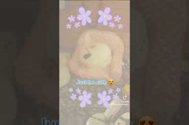 cute bunny,if I fits I sits      Live 24/7 on Twitch  #bunny #cute