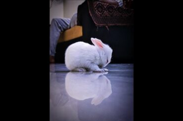 Day 15 cute Baby Bunny licking his mother / Rabbit kitten growth / Baby Bunny growth / Mother's love