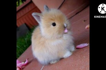 All types of cute rabbit collection !