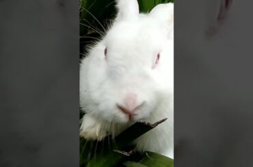 Cute rabbit #shorts #rabbits #