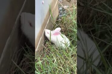 Cute Cute Rabbit #shorts