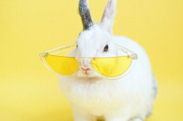 Funny and Cute Baby Bunny Rabbit Videos - Baby Animal Video Compilation (2022)