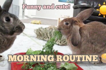 In Depth Bunny Morning Routine! Cute and Funny Bunnies.