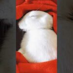 So Cute Baby Bunny | Sleeping Rabbit | #shorts
