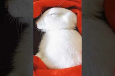 So Cute Baby Bunny | Sleeping Rabbit | #shorts