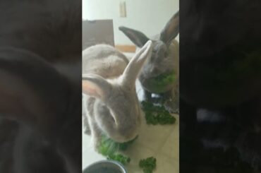 bunny ASMR #bunnies #bunny #animals #rabbitcare #cute #rabbit #rabbits