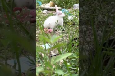 Cute Rabbit Eating Grass Flower Near House At The Evening #shorts