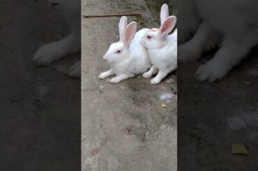 cute #rabbit #bunny #khorgosh @Asad & Pets