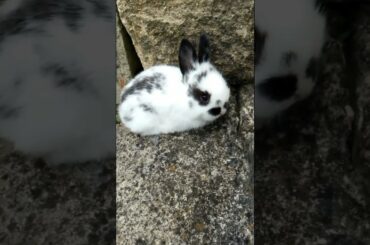 BEAUTIFUL ADORABLE BABY RABBIT