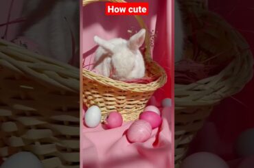 cute rabbit #shorts #viral #animals #pets