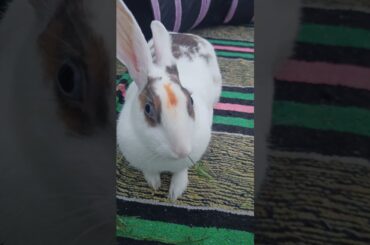 My Rabbit Pet | Cute Rabbit