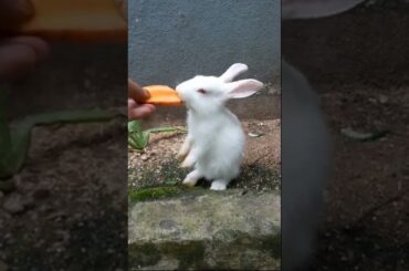 Cute Baby Bunny #Shorts