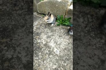 CUTE BABY BUNNY CLEANING HER FACE