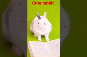 Cute rabbit and cute and 2022