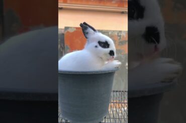 cute Bunny love #pets #youtubevideos #beautiful #cartoon #share