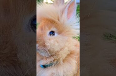 Funny Rabbit | Cute Bunny Rabbit
