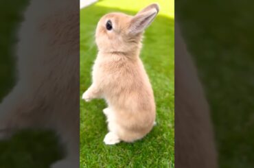 How Cute Baby Rabbit #short #shorts #rabbit #bunny #animal #animals #pet #pets #cute #baby #bunnies