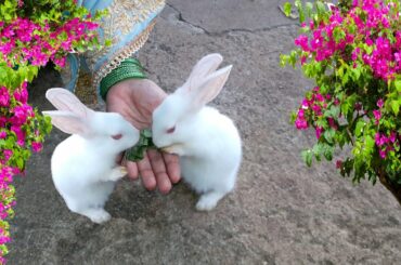 MY FRIENDLY Cute Baby BUNNY Rabbit Activities