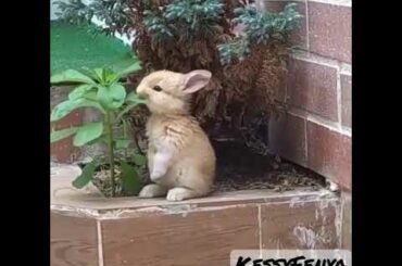 Cute bunny #shorts