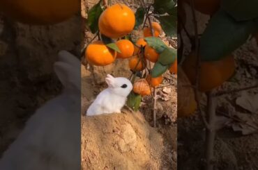 cute baby bunny eating orange || My Pet Bunny || Rabbit lover