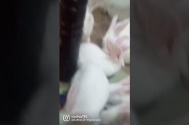 cute bunny's #shortsvideo