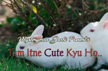 Tum Itne Cute Kyun Ho || Cute Rabbit Couple Chuggu-Muggu || #cuterabbit #animallover #rabbitlover