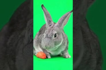 ADORABLE RABBIT EATING CARROT