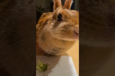 Rabbit eating and looking curious around| #shorts #cute #bunny #rabbits #funny