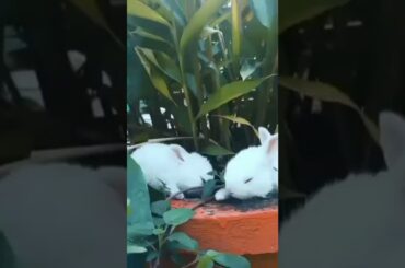 Cute Rabbit #shorts #animals #cuterabbit