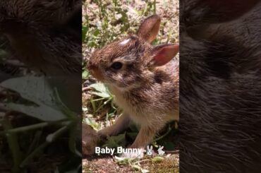 Wild Baby Bunny : Cute!