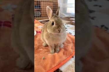 Cute Bunny #Short