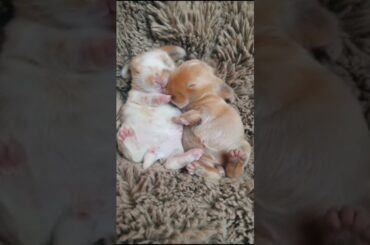 Sleeping Cute Rabbit Baby | Babbit Status | Cute Baby #Short
