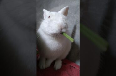 Cute Rabbit || #Shorts #youtubeshorts