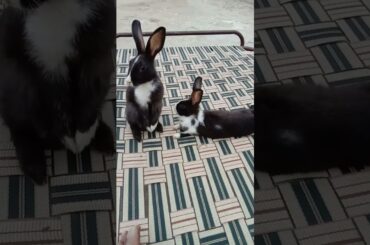 Cute rabbit#viral#shorts #rabbit#bunny#funny