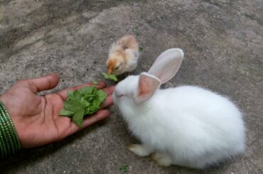 Cute Baby BUNNY Rabbit and Baby CHICKEN Playing TOGETHER