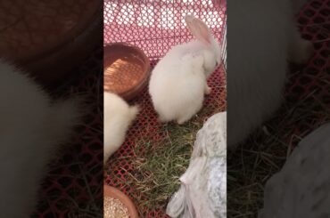 #f71 cute bunny Snowy #shorts