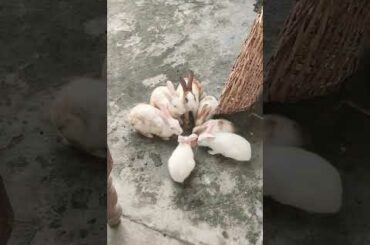 my cute rabbit aapko kese lge friend comment mai jarur btaye