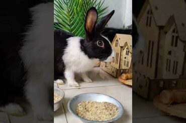 Another Cute Rabbit (episode 4)