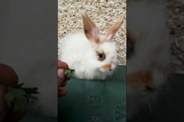 CUTE BUNNY HAND FEEDING CLIP