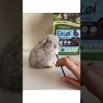 Baby Rabbit Drinks Milk ASMR -- Funny Cute Holland Lop Bunny