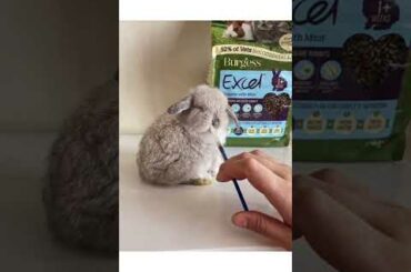 Baby Rabbit Drinks Milk ASMR -- Funny Cute Holland Lop Bunny