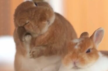 Cute rabbit in morning routine|A joyful rabbit routine #2