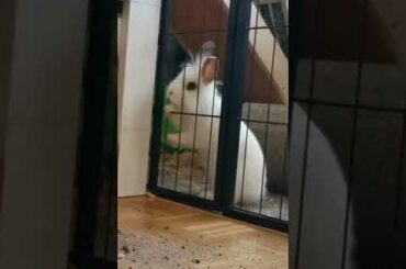 cute rabbit #shorts #viral #youtubeshorts #amazing
