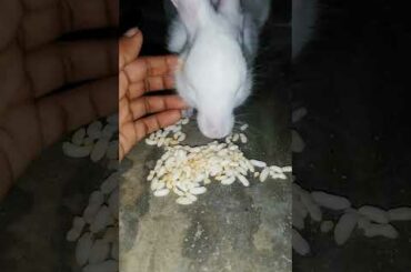 My cute bunny hungry time #shorts#viral video