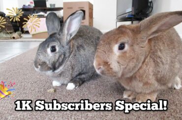 Funny and Cute Bunny Moments! 1000 Subscribers Special!