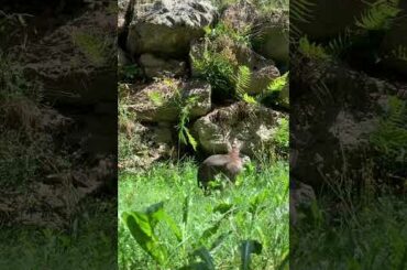 HELLO #animal #bunny #cute #rabbit